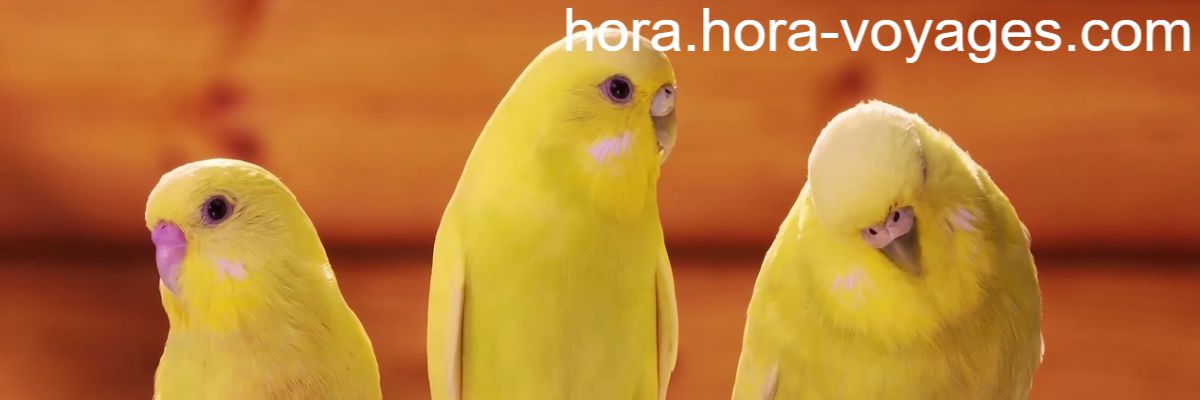 hora.hora-voyages.com